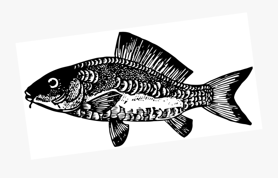 Vector Graphics, Transparent Clipart