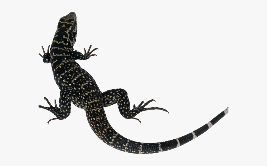 Lizard Silhouette, Transparent Clipart