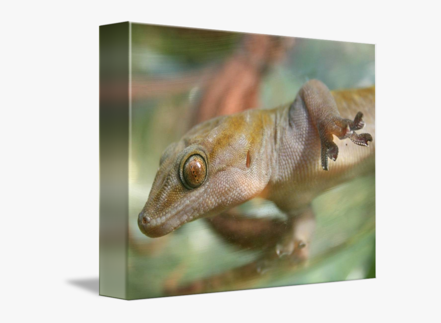Clip Art Gecko Eye - Gekkonidae, Transparent Clipart