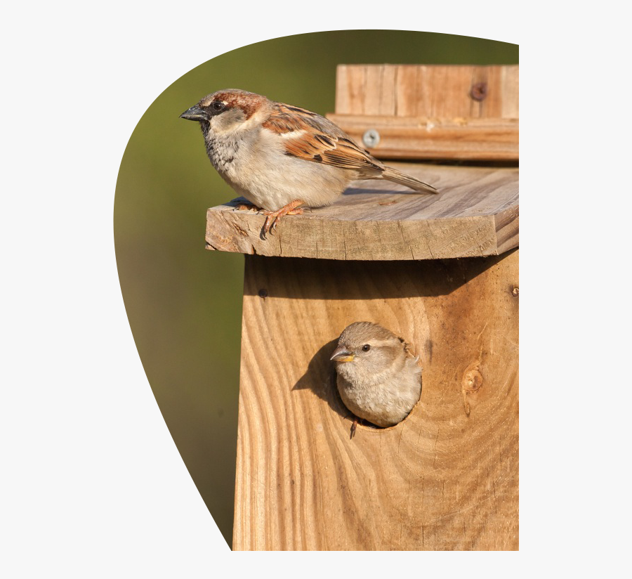 Swamp Sparrow Clipart Singing - Sparrows On Nest Box, Transparent Clipart