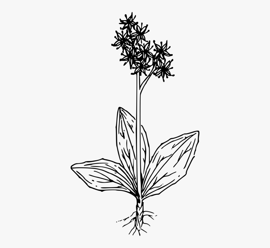 Line Art,plant,flora - Swamp Flower Clipart Png, Transparent Clipart