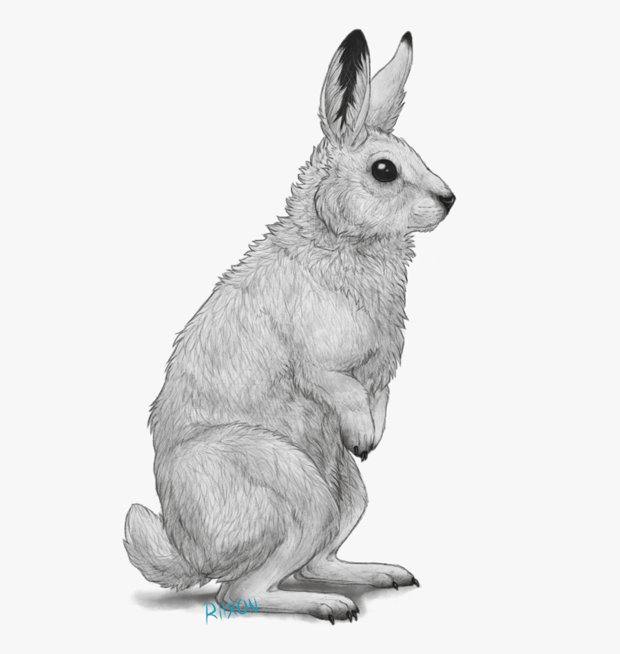 Clipart Free Library Clipart - Arctic Rabbit Clip Art, Transparent Clipart