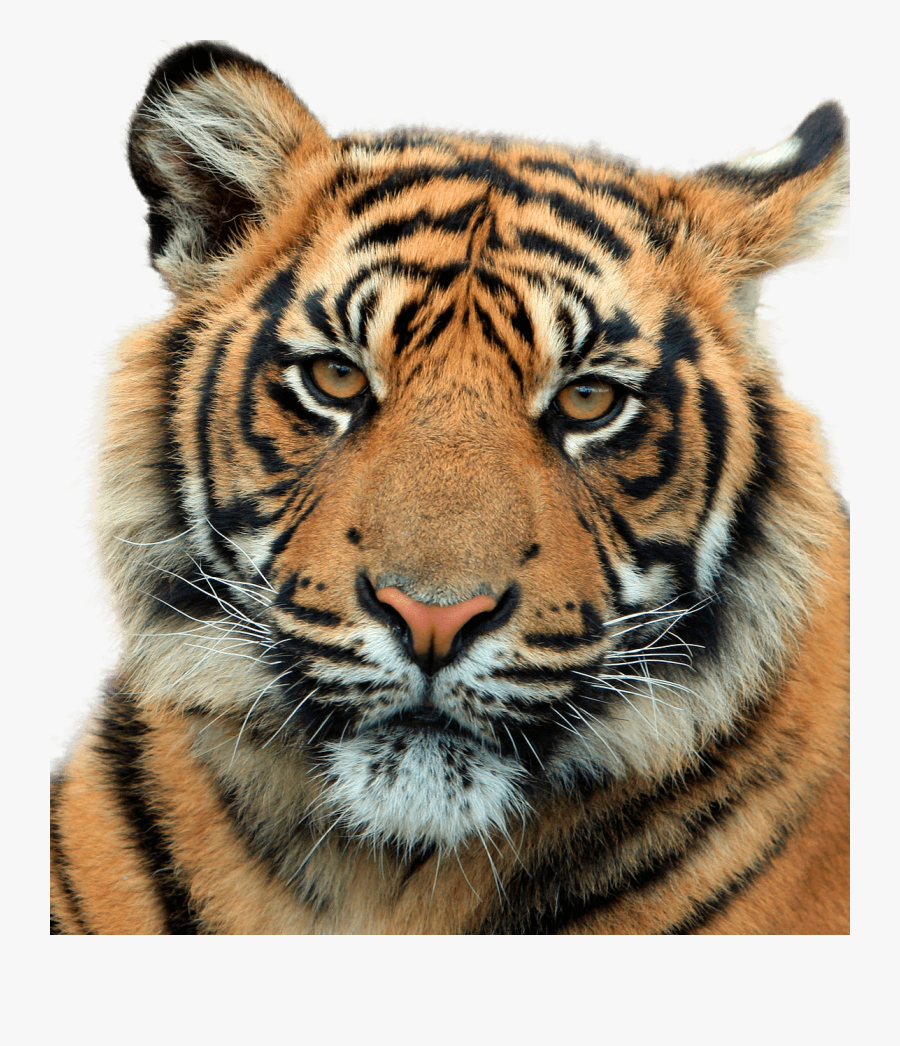 Tiger Head Close Up, Transparent Clipart