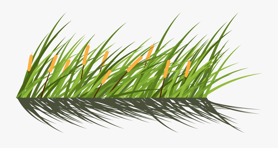 Grass, Transparent Clipart