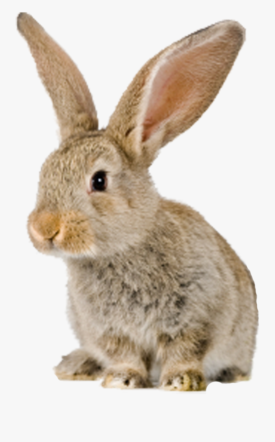 Can Rabbits Not Eat , Free Transparent Clipart ClipartKey