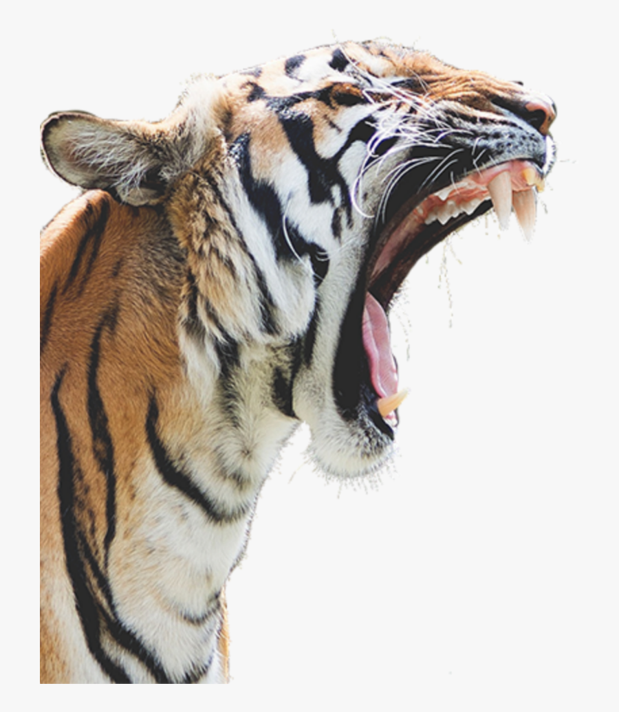 #mq #tiger #tigers #head #angry #wild - Tiger Roar Png, Transparent Clipart