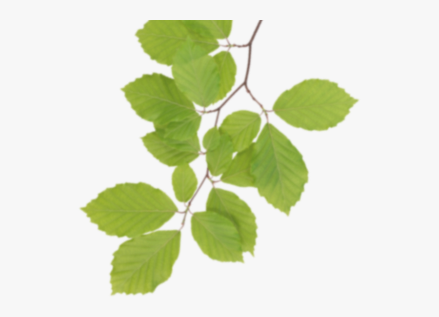 Plant,siberian Elm,swamp Birch,woody Birch,plant Stem,beech - Real Leaves Png, Transparent Clipart