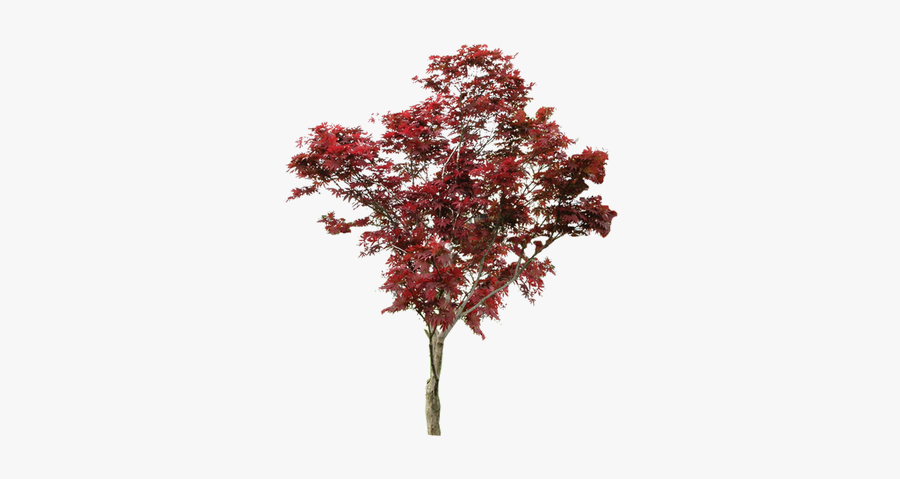 Plant Tree Template Free Clipart Hq Clipart - Tree Red Png, Transparent Clipart