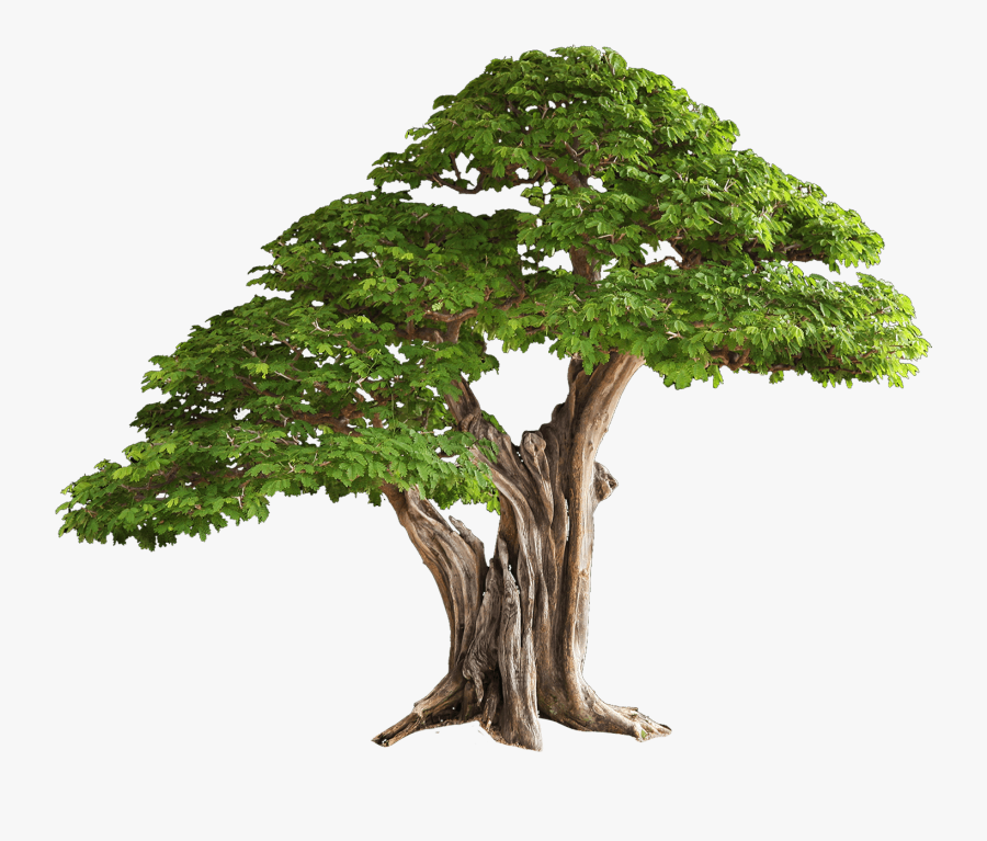 Tree Clipart Clear Background - Transparent Bonsai Tree Png, Transparent Clipart