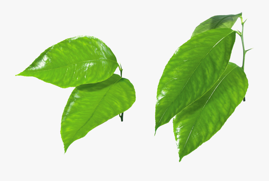 Green Leaf Png Clipart - Orange Fruit Leaves Png, Transparent Clipart