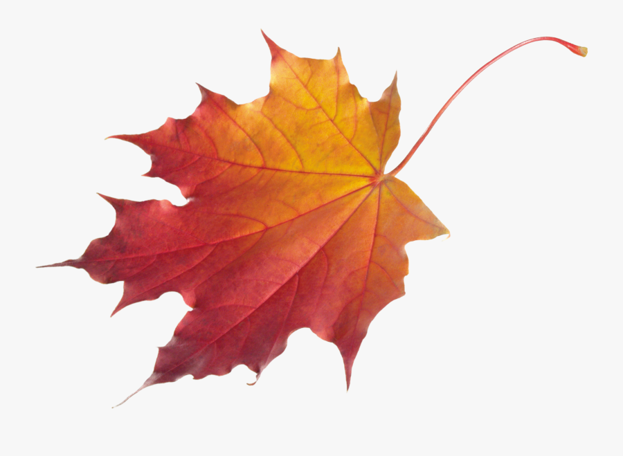 Autumn Leaves Png, Transparent Clipart