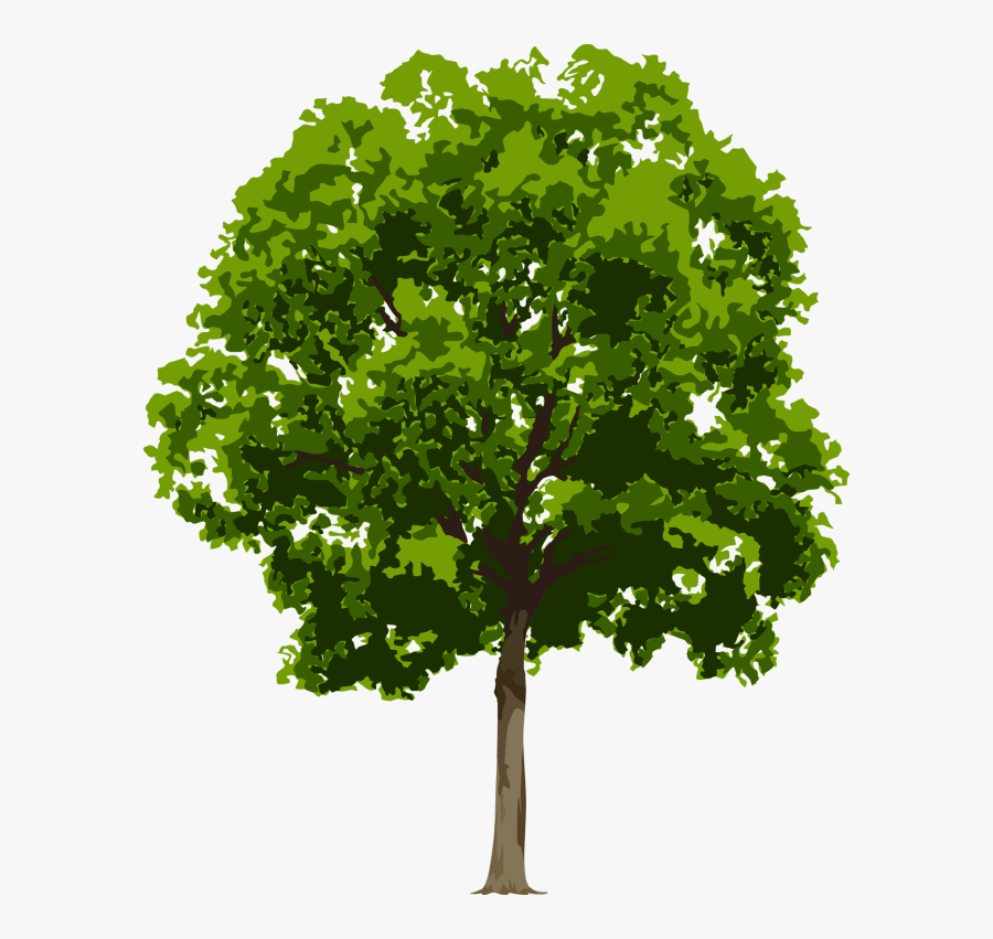 Free Download Clip Art - Canopy Tree Png, Transparent Clipart
