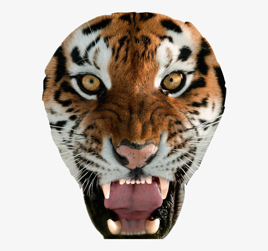 #tiger #tigers #animal #animals #tigerface #tigerhead - Tiger Roar Face, Transparent Clipart