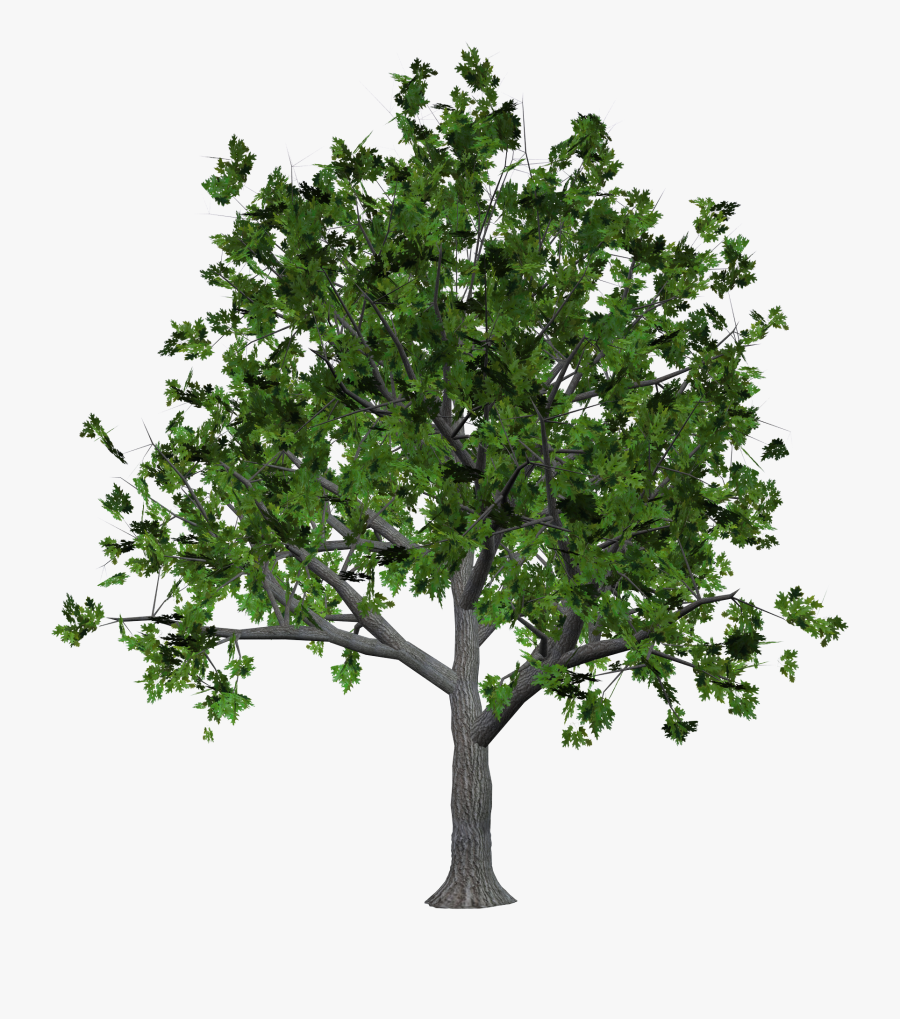 Maple Tree Branch - Texture Png Transparent Tree, Transparent Clipart