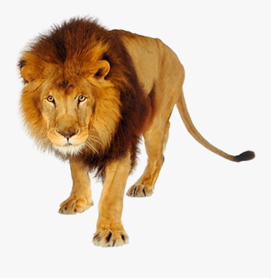 Lion Png Images And Clipart Free Download Black And - Lions And Tigers Png, Transparent Clipart