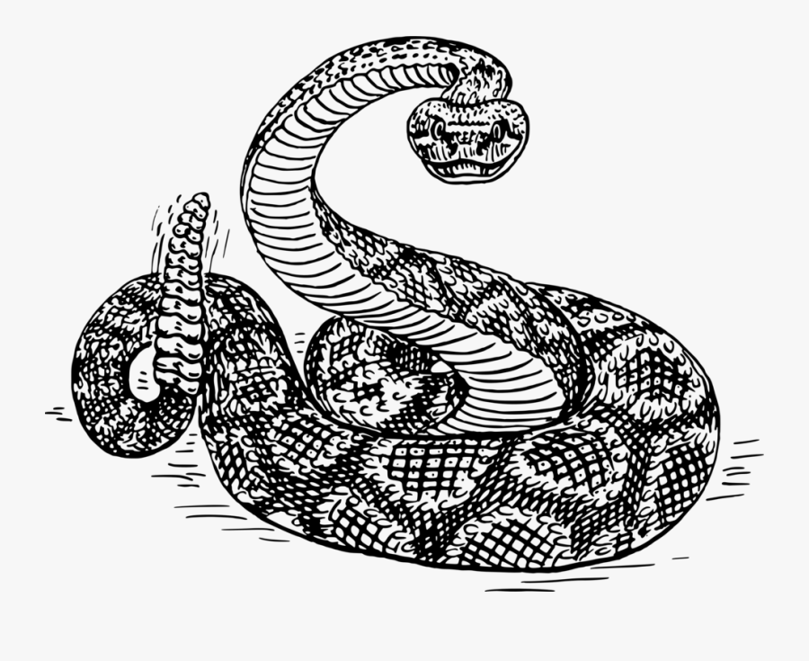 Visual Arts,reptile,serpent - Rattlesnake Black And White, Transparent Clipart