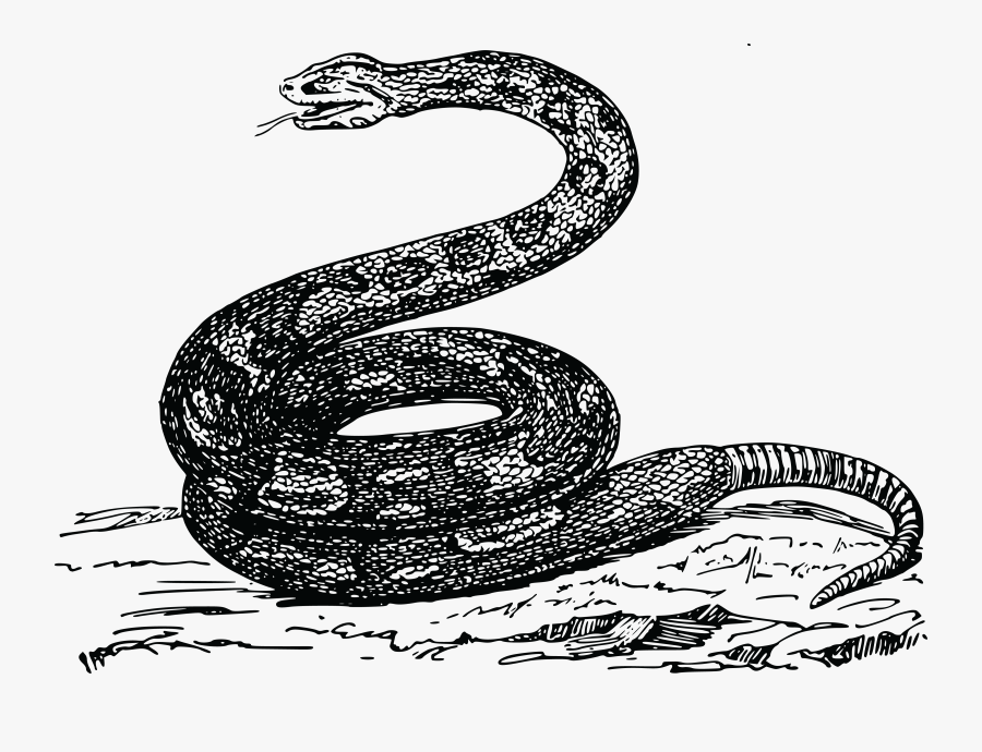 Transparent Viper Clipart - Snake Draw Png Black And White, Transparent Clipart