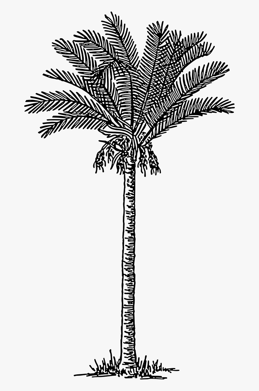 Clip Art Trees Plants Drawing Free - Date Palm Tree Drawing, Transparent Clipart