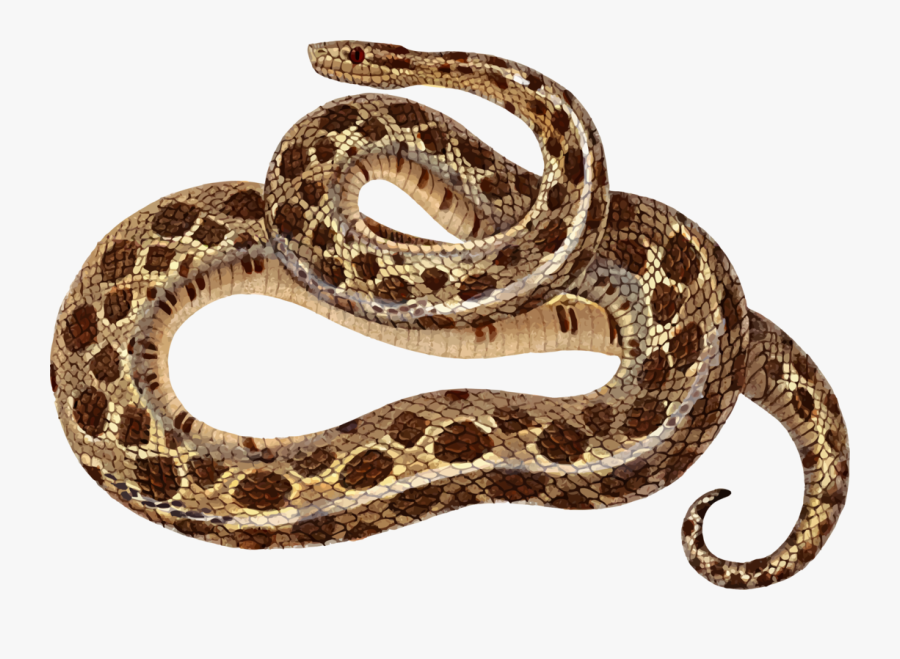 Sidewinder,eastern Diamondback Rattlesnake,reptile - Sidewinder Snake Clipart, Transparent Clipart