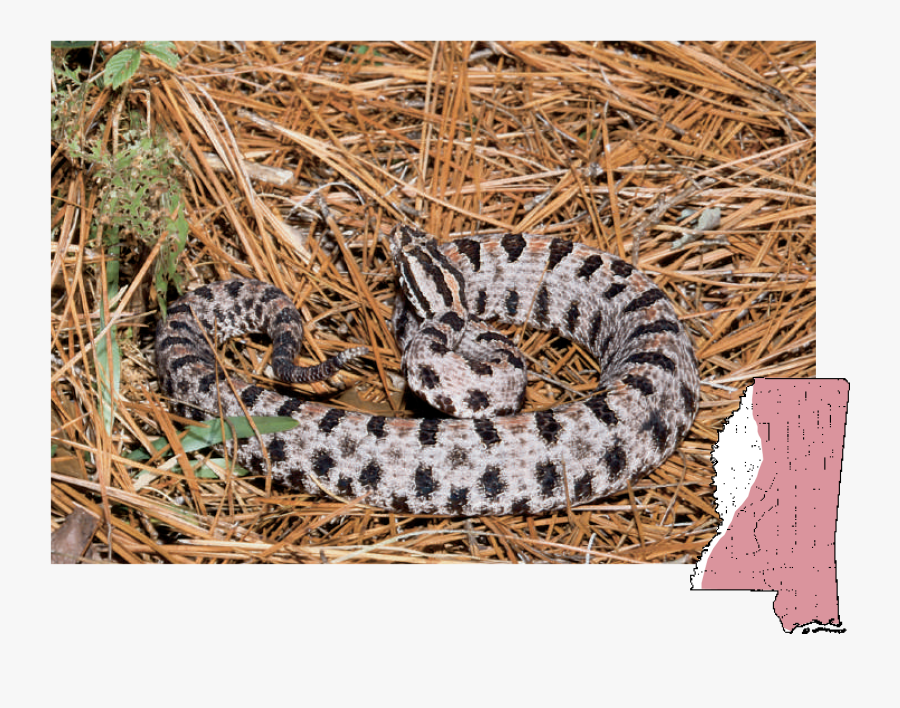 Transparent Diamondback Rattlesnake Clipart - Pilot Rattlesnake, Transparent Clipart