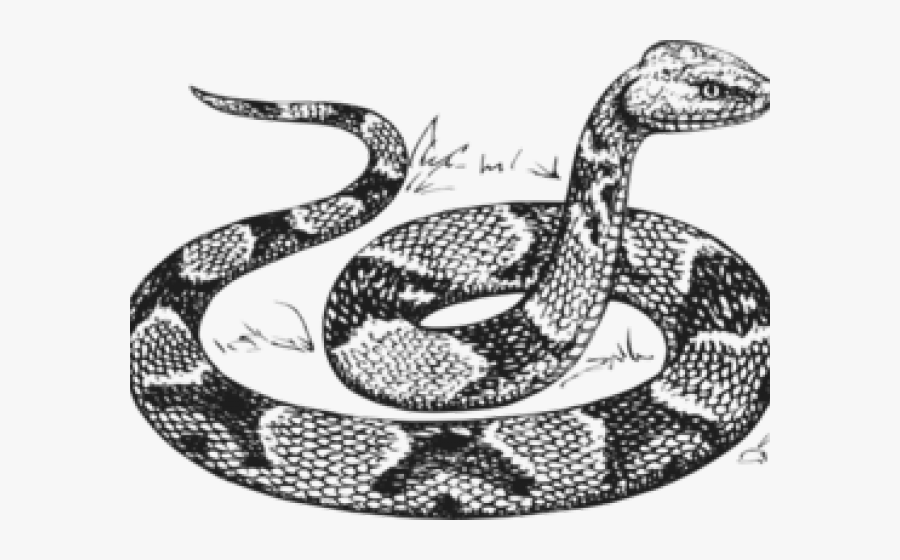 Python Clipart Black And White , Free Transparent Clipart - ClipartKey