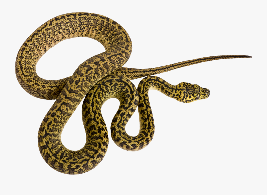 19 Rattlesnake Vector Pattern Huge Freebie Download - Serpiente Png, Transparent Clipart