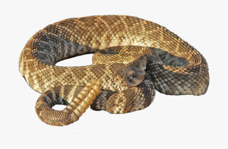 Rattlesnake Png, Transparent Clipart