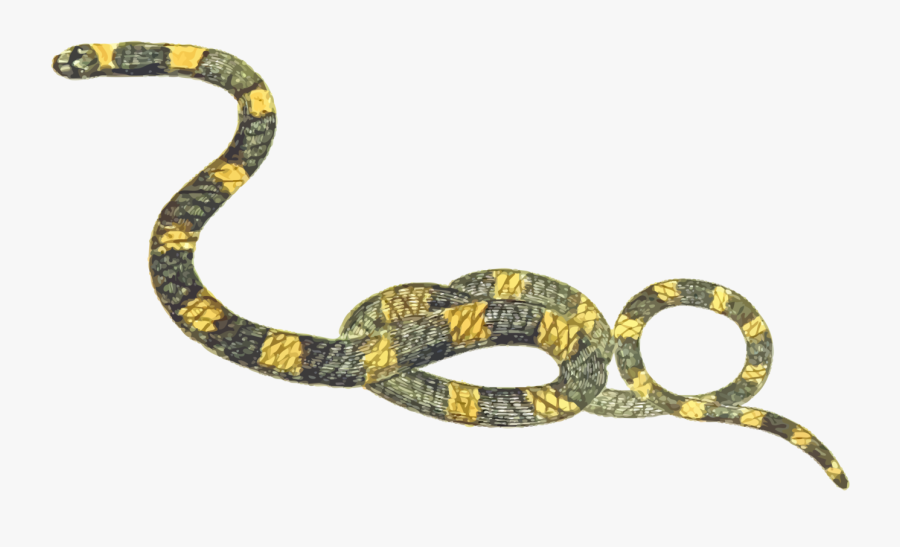 Reptile,boa Constrictor,serpent - Transparent Background Snakes Transparent, Transparent Clipart
