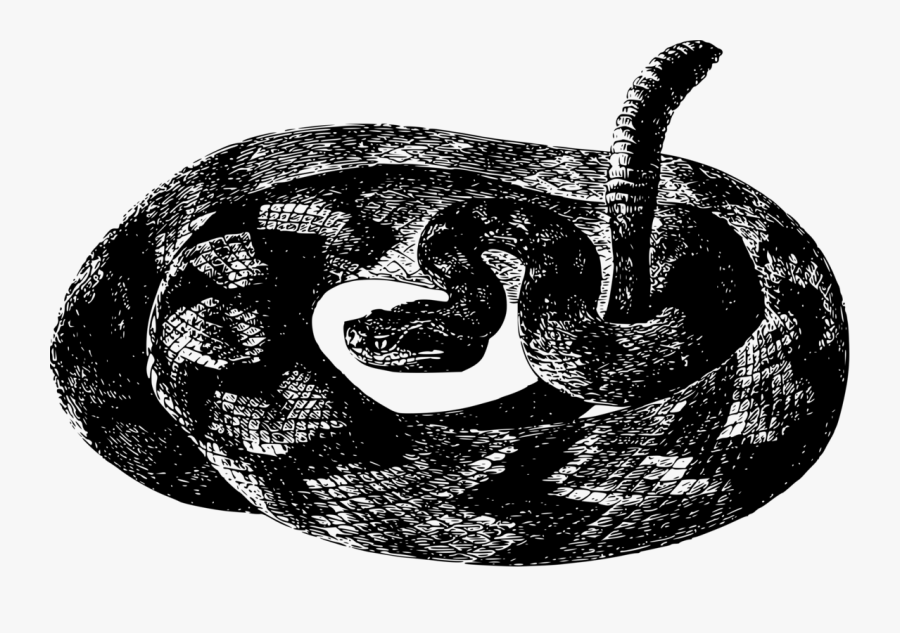 Reptile,boa Constrictor,serpent - Rattlesnake Black And White Transparent, Transparent Clipart
