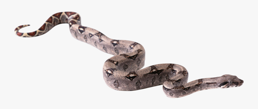 Snake Png - Boa Png, Transparent Clipart