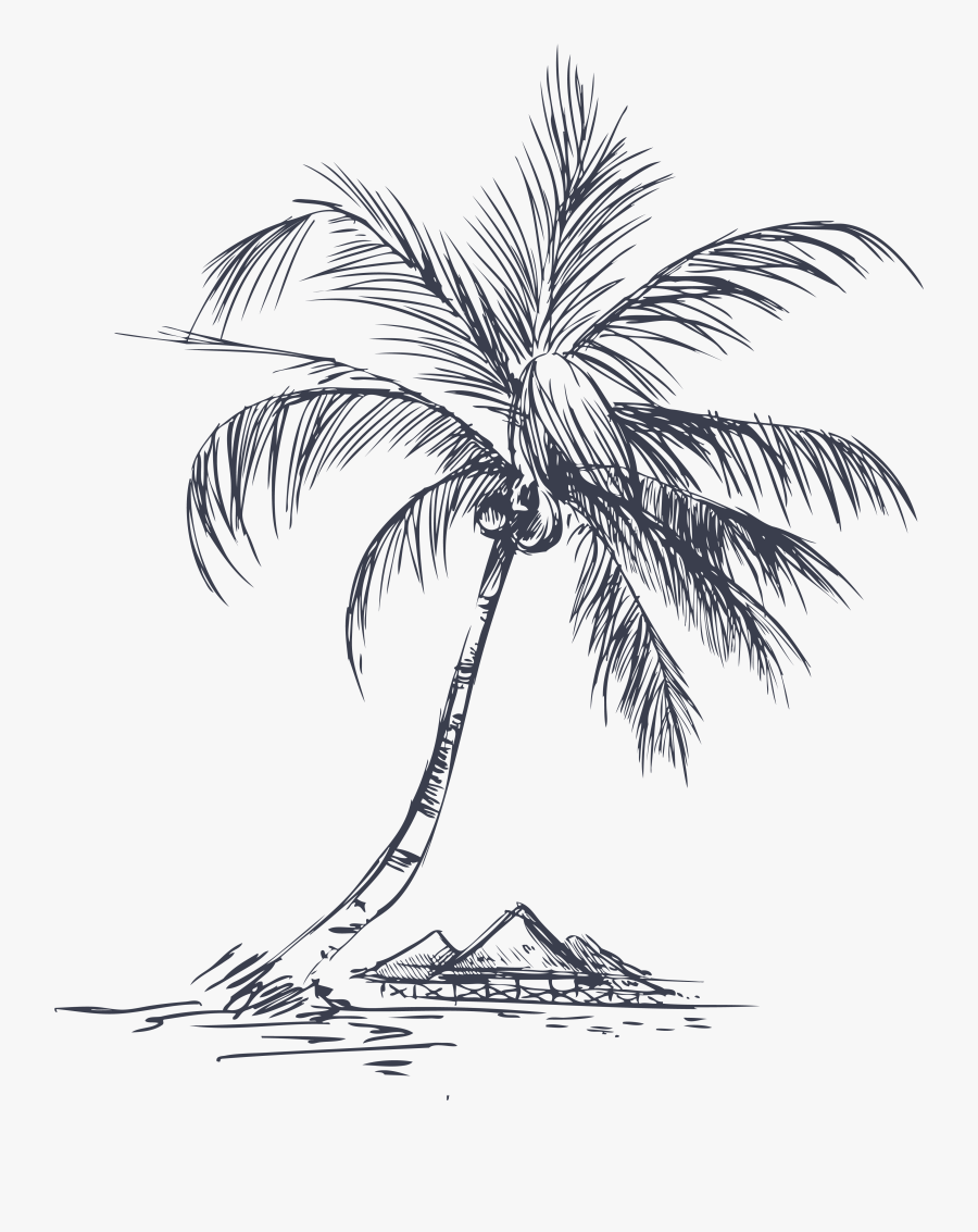 Clip Art Collection Of Free Paint - Coconut Tree Line Art, Transparent Clipart