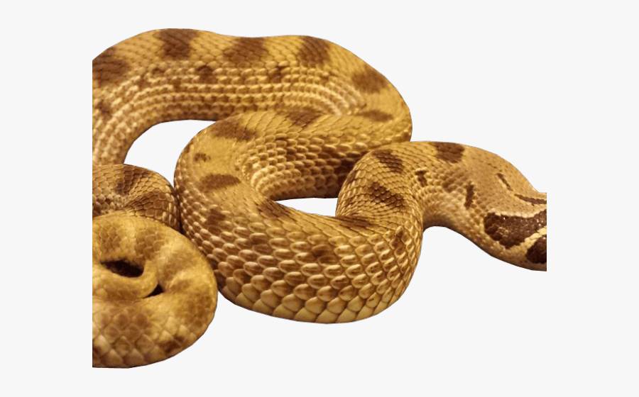 Transparent Serpent Png - Snake Transparent Background, Transparent Clipart