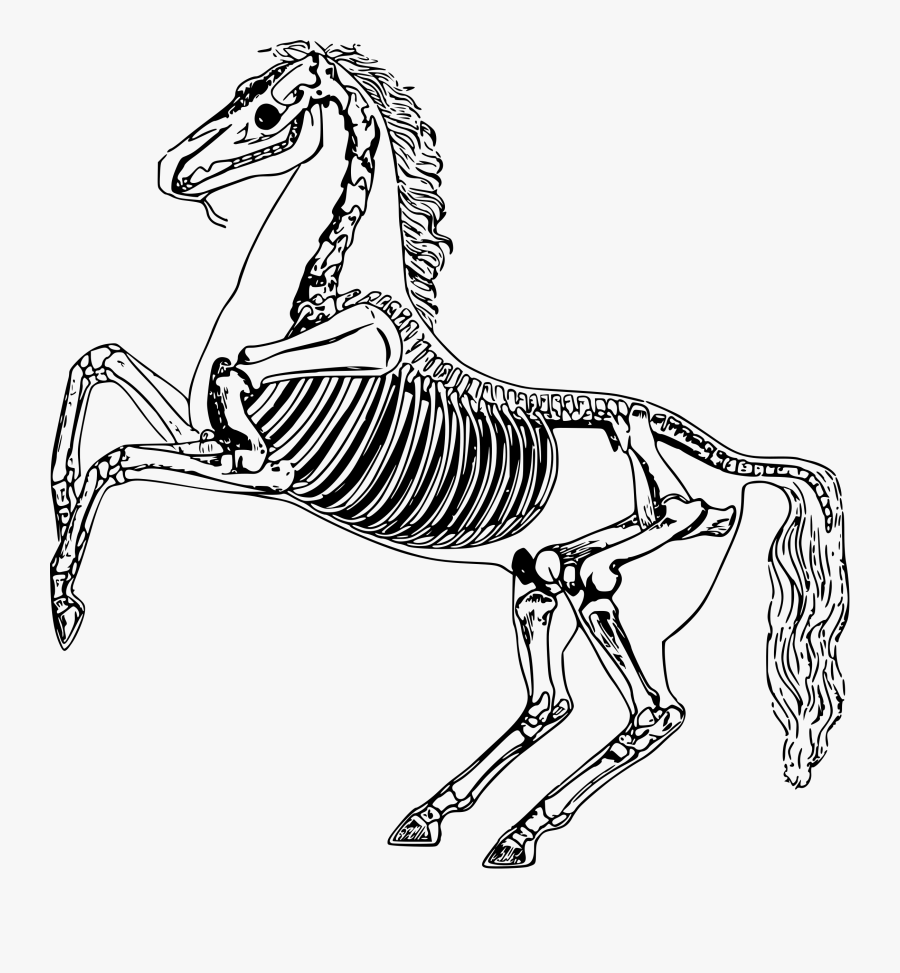 Clip Art Rattlesnake Skeleton - Horse Skeleton, Transparent Clipart