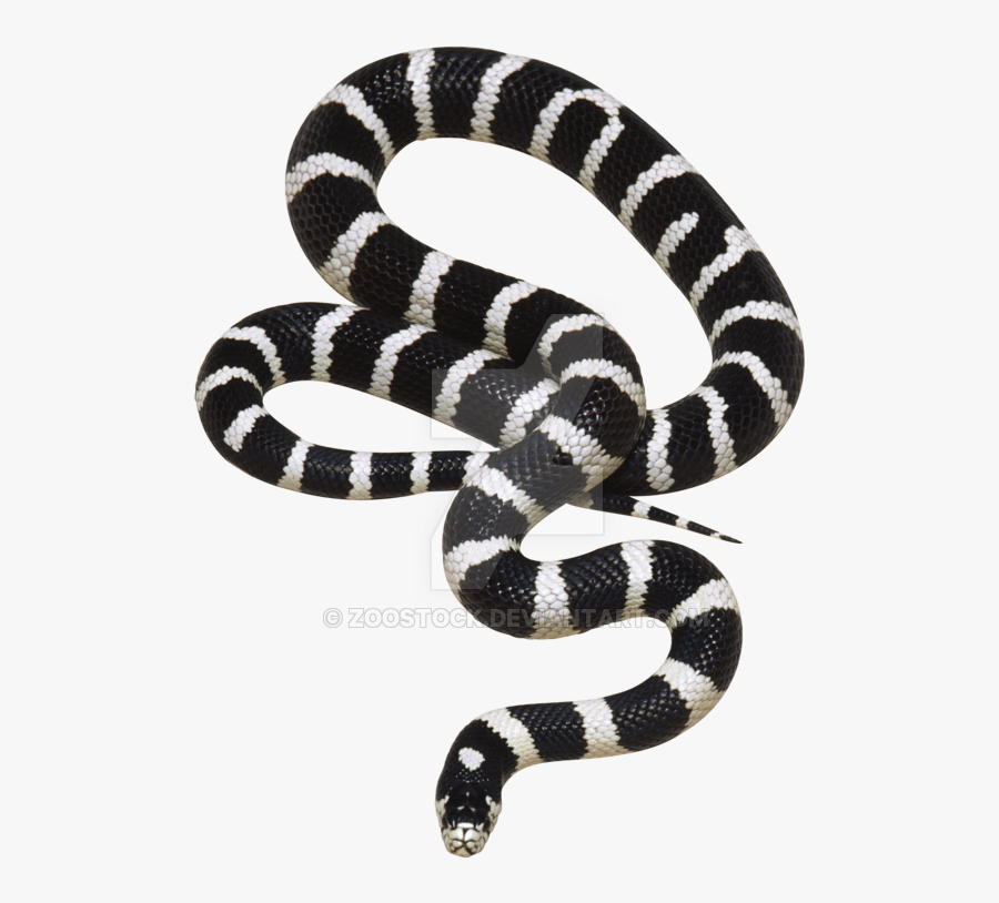 Transparent California Clipart Black And White - Gucci Snake Black And White, Transparent Clipart