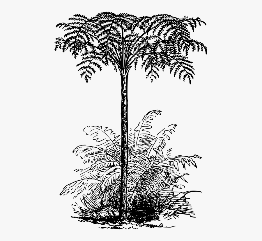Monochrome - Tree Fern Black And White, Transparent Clipart