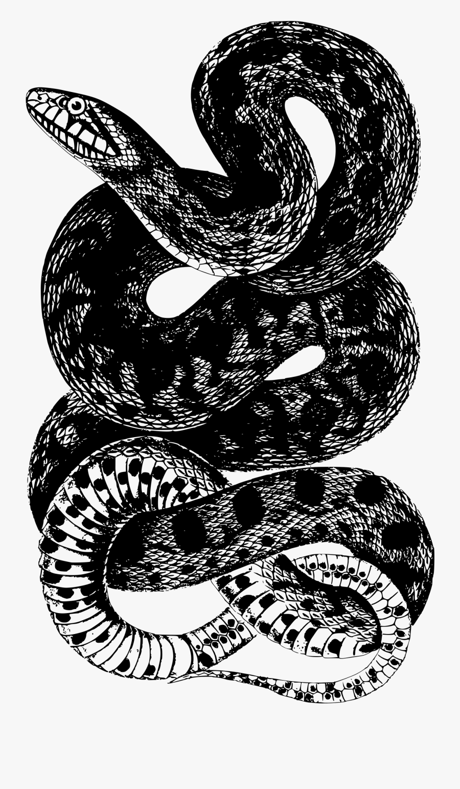 Reptile,banded Water Snake,serpent - Camiseta Rattlesnake Snake, Transparent Clipart