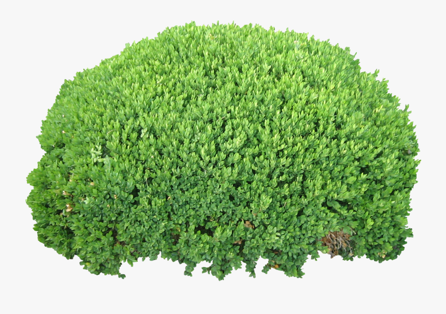 Bushes Png Image Free Download, Bush Png - Bushes Transparent Background, Transparent Clipart