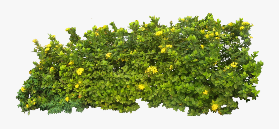 Trees And Bushes Clipart No Background Clipartfest - Png Bushes, Transparent Clipart
