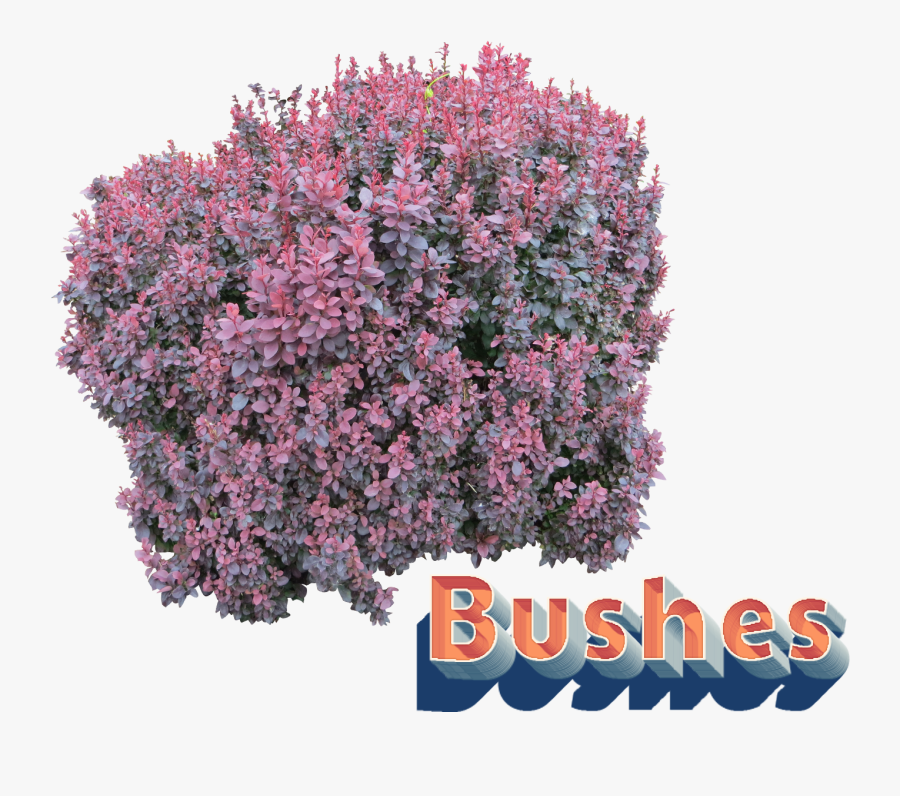 Bushes Png Clipart - Flower Bushes Without Background Png, Transparent Clipart