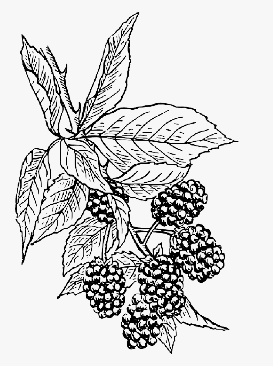 Clip Art Black And White Berries Drawing Bushes - Blackberry Clip Art, Transparent Clipart
