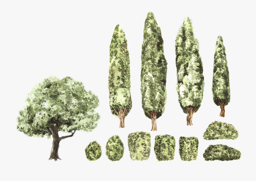 #watercolor #handpainted #trees #shrubs #bushes #landscape - Pond Pine, Transparent Clipart