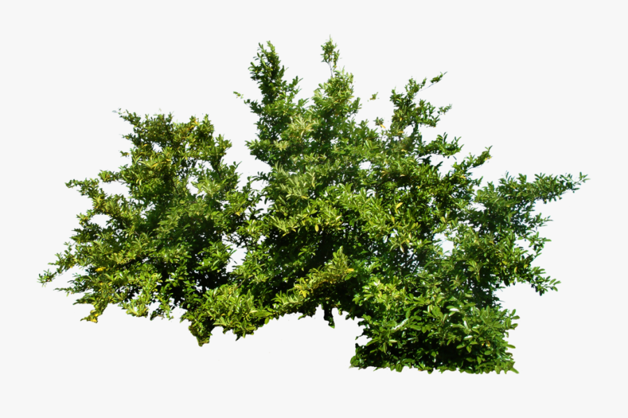 Bushes Png, Transparent Clipart