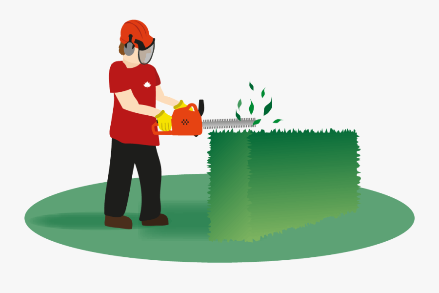 Hedges Clipart Hedge Trimming - Hedge Trimming Png, Transparent Clipart