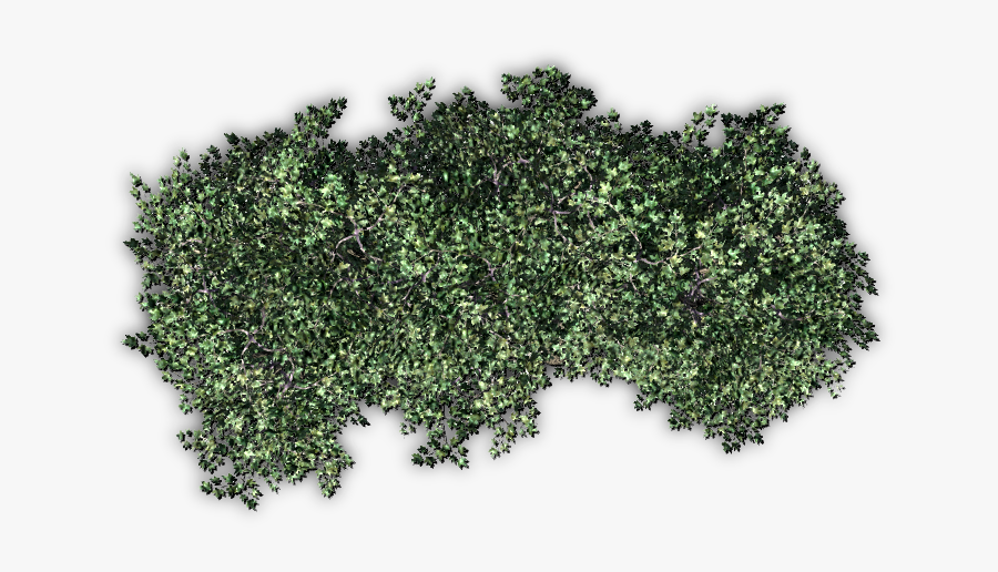 Tree Clipart Anvil Island - Bushes Top View Png, Transparent Clipart