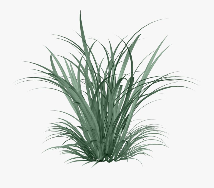 Celinoasdesigns El Png Architecture - Citronella Grass Transparent Background, Transparent Clipart