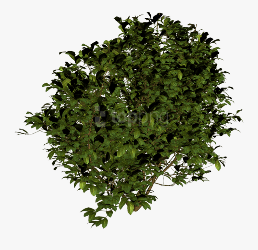 Tree Bush Png - Transparent Background Bush Png, Transparent Clipart