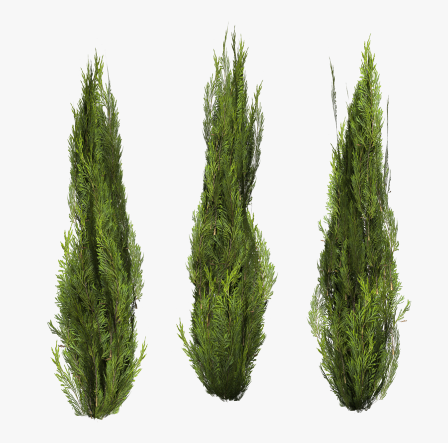 Download This High Resolution Bushes Png Picture - Bush With Transparent Background, Transparent Clipart