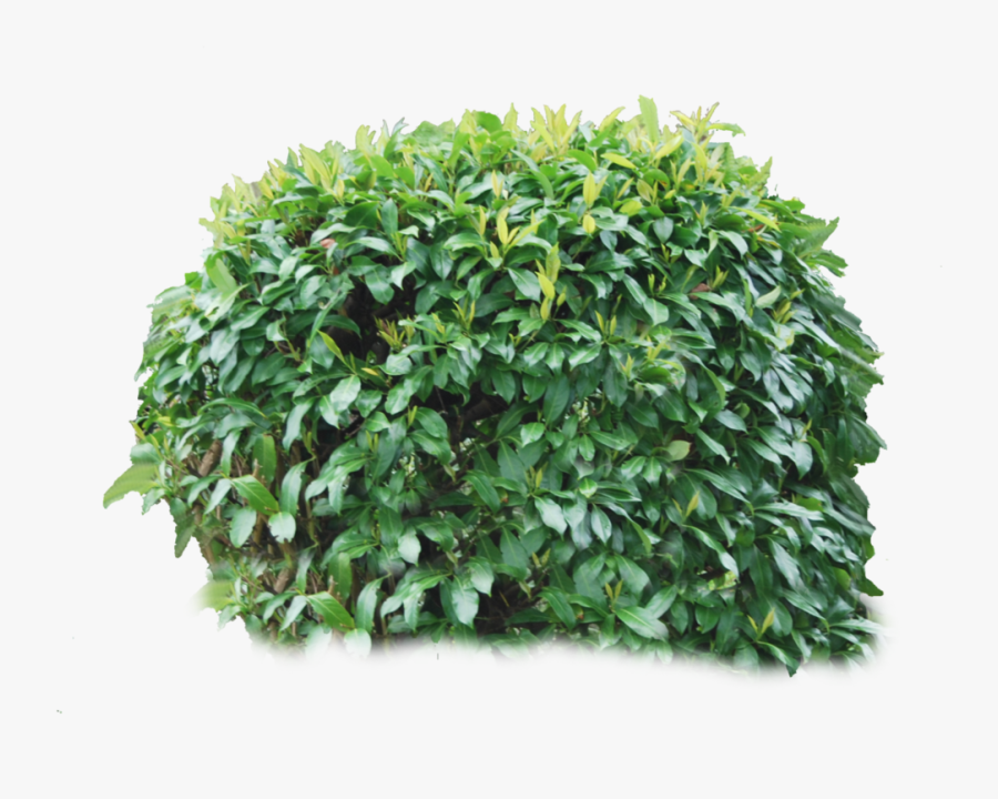 Shrub, Bushes Png Transparent Images - Transparent Background Bushes Png, Transparent Clipart