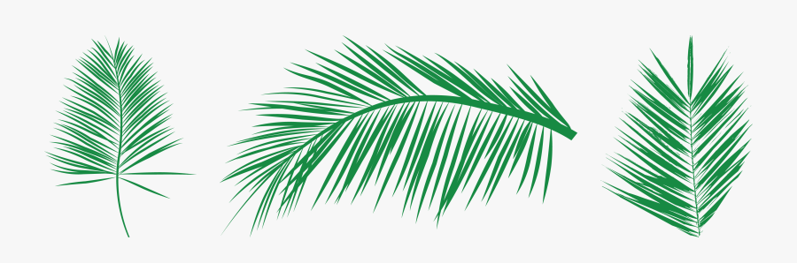 Transparent Needle And Thread Clipart - Free Vectors Palm Leaf, Transparent Clipart