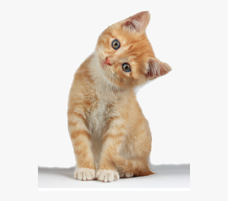 Kitten Clipart Png - Cute Cat 